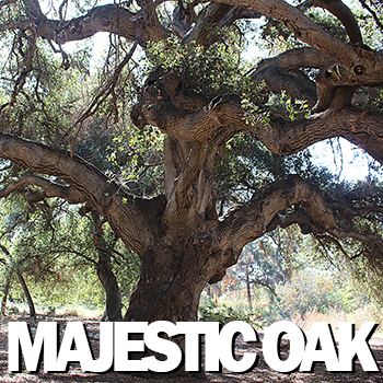 Majestic Oak at Rancho Santa Ana Botanic Garden