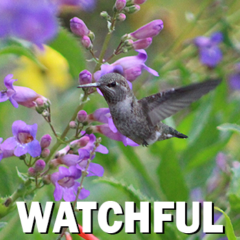 Birdwatches at Rancho Santa Ana Botanic Garden